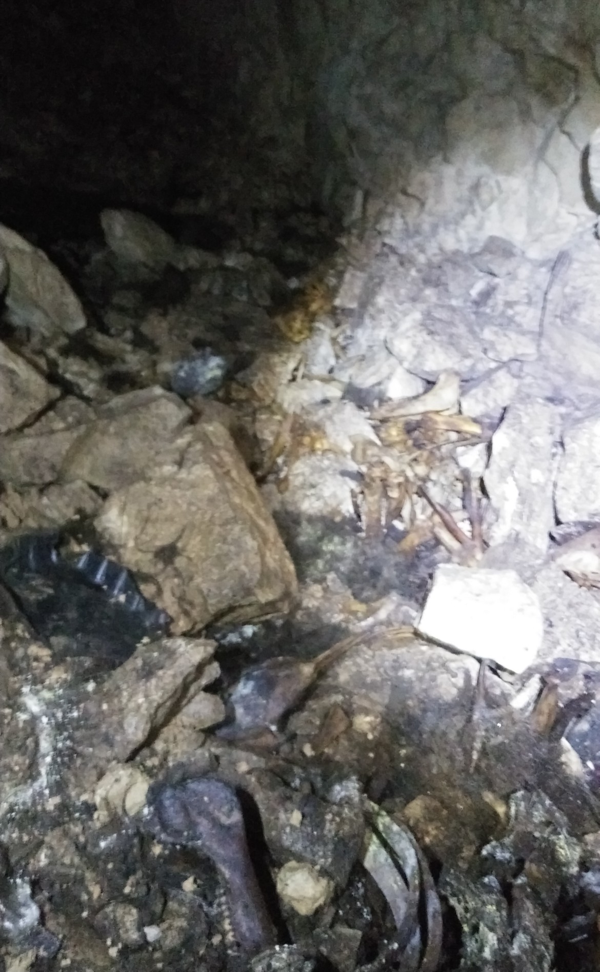 Beste Silberabbaustelle, die ich gefunden habe, 5-6 volle Ladungen in einem  kleinen Gebiet : r/Enshrouded, image size:1170x1896